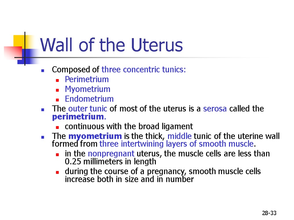 28-33 Wall of the Uterus Composed of three concentric tunics: Perimetrium Myometrium Endometrium The